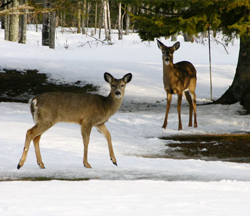 wilderness-and-wildlife-whitetail-deer